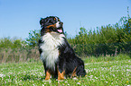 sitting Bernese Mountain Dog