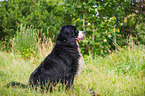 sitting Bernese Mountain Dog