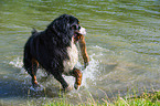 playing Bernese Mountain Dog