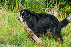 Bernese Mountain Dog