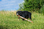 playing Bernese Mountain Dog