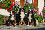 3 Bernese Mountain Dogs