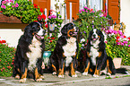 3 Bernese Mountain Dogs