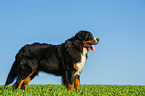 Bernese Mountain Dog