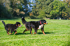 2 Bernese Mountain Dogs