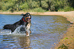running Bernese Mountain Dog