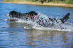 2 Bernese Mountain Dogs
