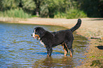 Bernese Mountain Dog