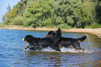 2 Bernese Mountain Dogs