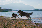 2 Bernese Mountain Dogs