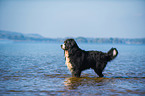 bathing Bernese Mountain Dog