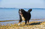 walking Bernese Mountain Dog