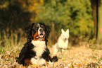 lying Bernese Mountain Dog