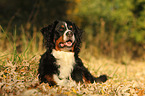 lying Bernese Mountain Dog