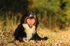 lying Bernese Mountain Dog