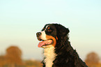 Bernese Mountain Dog