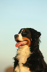 Bernese Mountain Dog Portrait