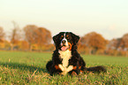 lying Bernese Mountain Dog