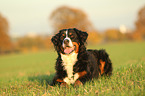 lying Bernese Mountain Dog