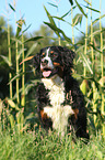 sitting Bernese Mountain Dog