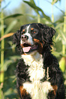 Bernese Mountain Dog Portrait