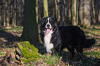 Bernese Mountain Dog