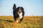 playing Bernese Mountain Dog