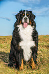 sitting Bernese Mountain Dog