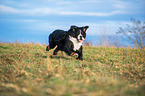 running Bernese Mountain Dog