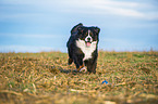 running Bernese Mountain Dog