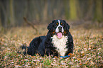 lying Bernese Mountain Dog