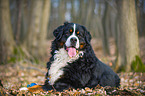 lying Bernese Mountain Dog