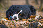 Bernese Mountain Dog