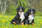 2 Bernese Mountain Dogs