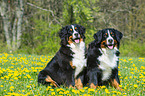 2 Bernese Mountain Dogs