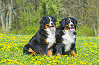 2 Bernese Mountain Dogs