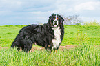 Bernese Mountain Dog