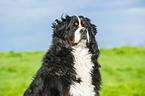 Bernese Mountain Dog Portrait
