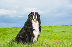 sitting Bernese Mountain Dog