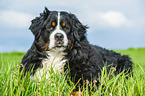 lying Bernese Mountain Dog