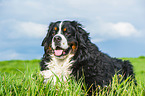 lying Bernese Mountain Dog