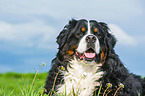 Bernese Mountain Dog Portrait
