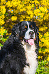 Bernese Mountain Dog Portrait