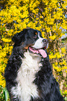 Bernese Mountain Dog Portrait