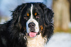 Bernese Mountain Dog Portrait