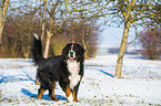walking Bernese Mountain Dog
