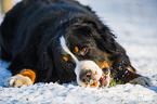lying Bernese Mountain Dog