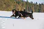 2 Bernese Mountain Dogs