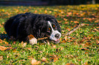 lying Bernese Mountain Dog