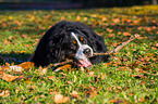 lying Bernese Mountain Dog
